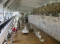 Muzeul arheologic Adamclisi - cazare Adamclisi
